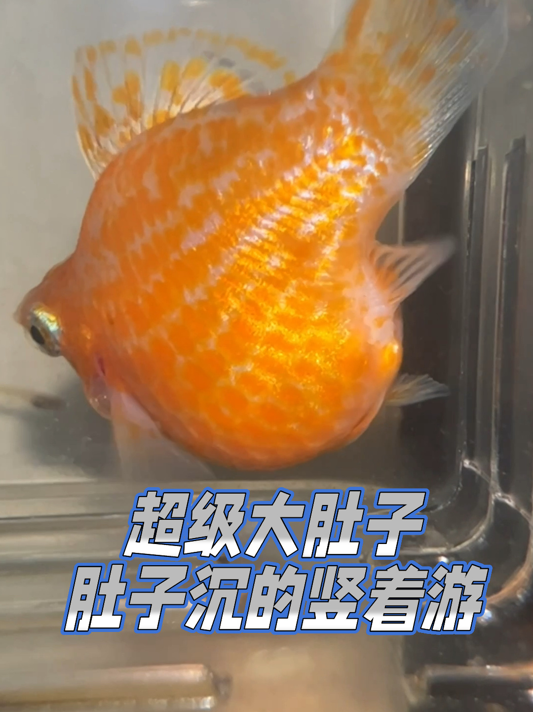 玛丽球鱼肚子真的是太大了