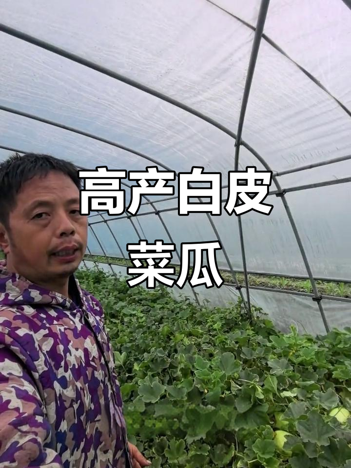 白皮菜瓜丰收,一亩地三万斤轻松搞定