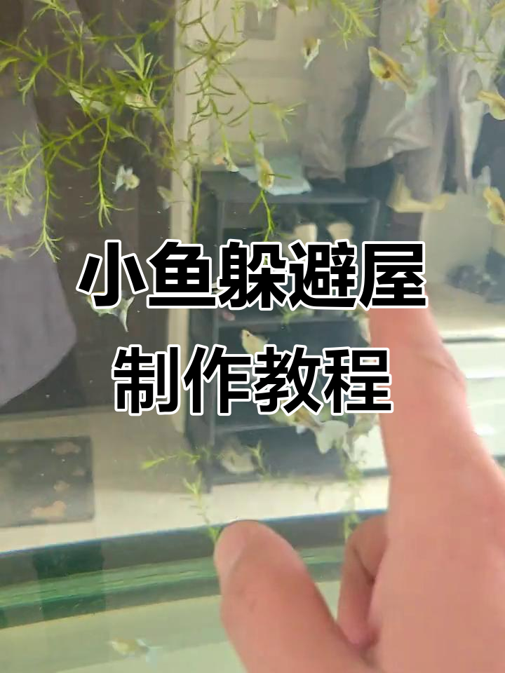 自制小鱼躲避屋，孔雀鱼宝宝有救了！