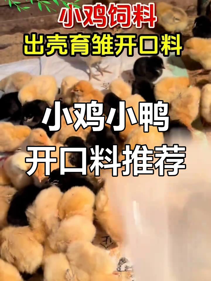 刚出生的小鸡小鸭吃什么饲料?如何喂才能健康快速成长