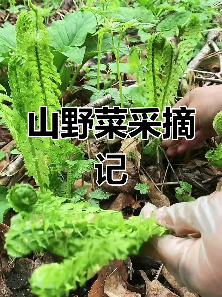雨后山野菜丰盈,猴子腿、毛广都嫩滑可口