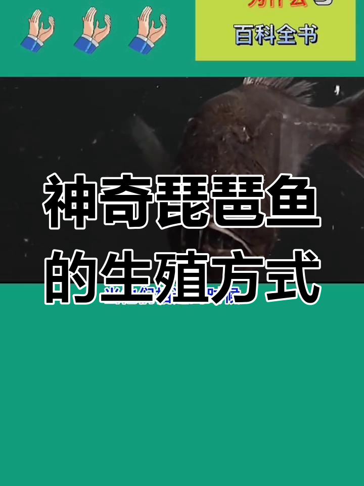 琵琶鱼如何实现永生繁殖