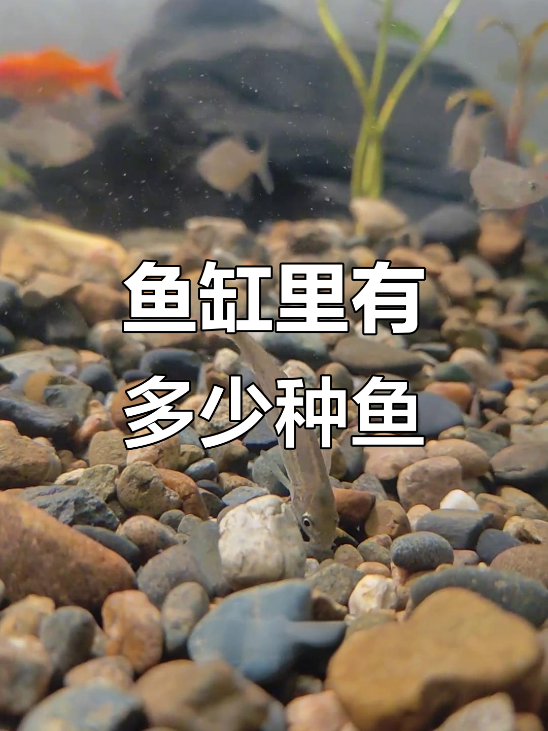 鱼缸里的各种鱼类盘点,数量与品种一览