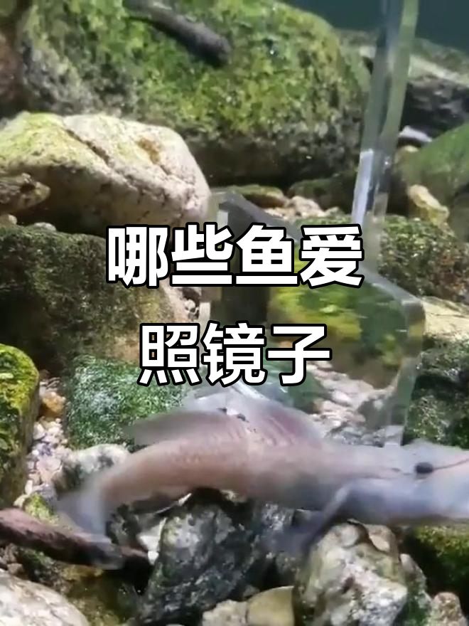 为什么好斗的鱼喜欢照镜子?原来是为了激发活力!