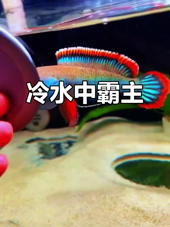 这条鱼顽强生存,冷水也能过冬,家里养它真是无敌存在!