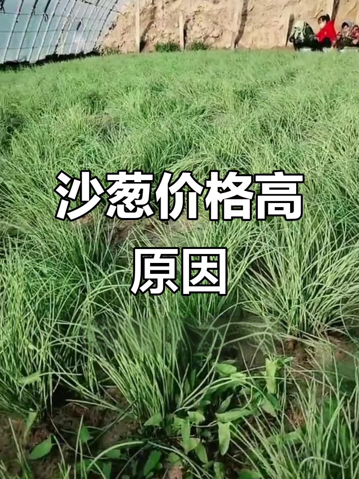 沙葱为何能卖50元一斤?冷链运输成本揭秘