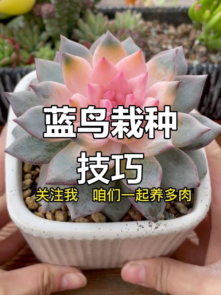 蓝鸟多肉种植全攻略
