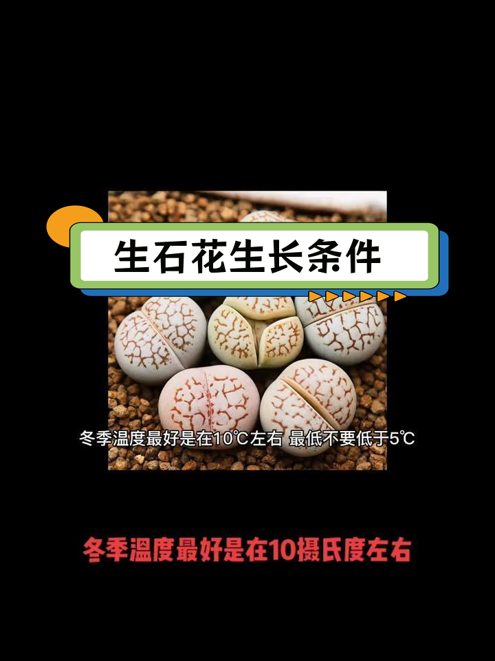 多肉植物养护技巧:生石花与番杏的种植要点