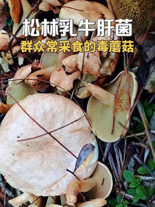 松林乳牛肝菌 群众常采食的毒蘑菇