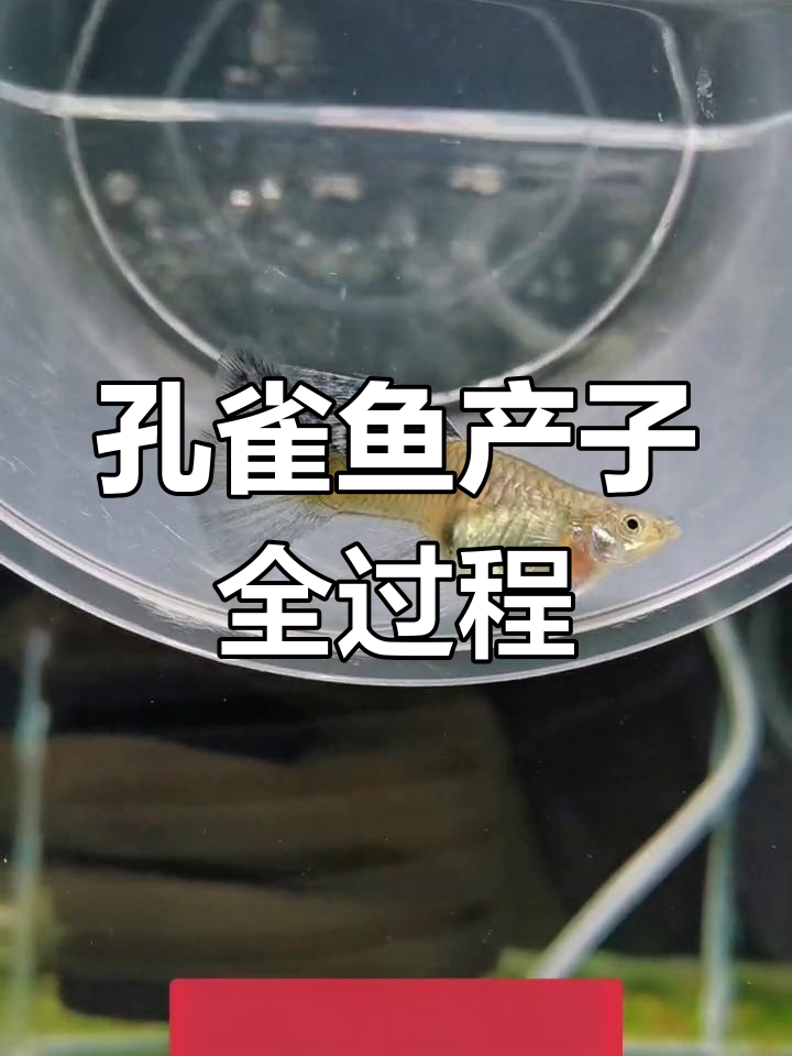 这条孔雀鱼生了多少小鱼?