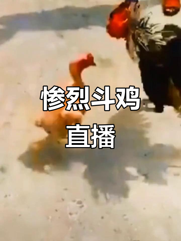 俄罗斯斗鸡直播,激烈场面让人捧腹!