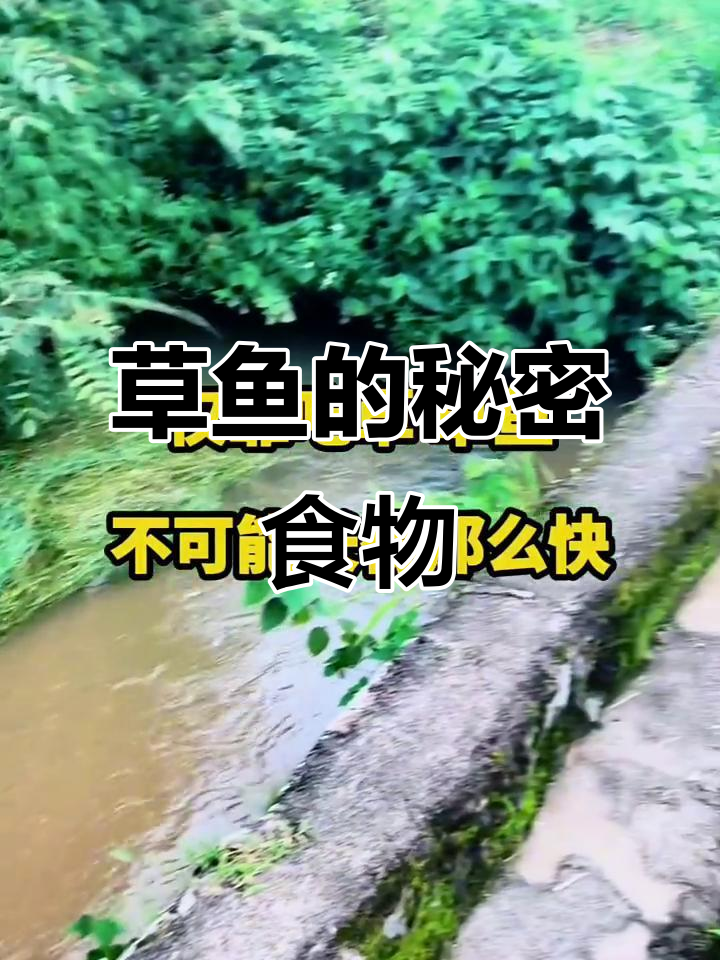 草鱼最爱吃的竟然不是草,真相揭秘!