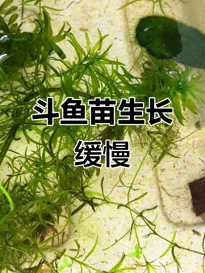 斗鱼苗长得太慢了，半个月才这么大！