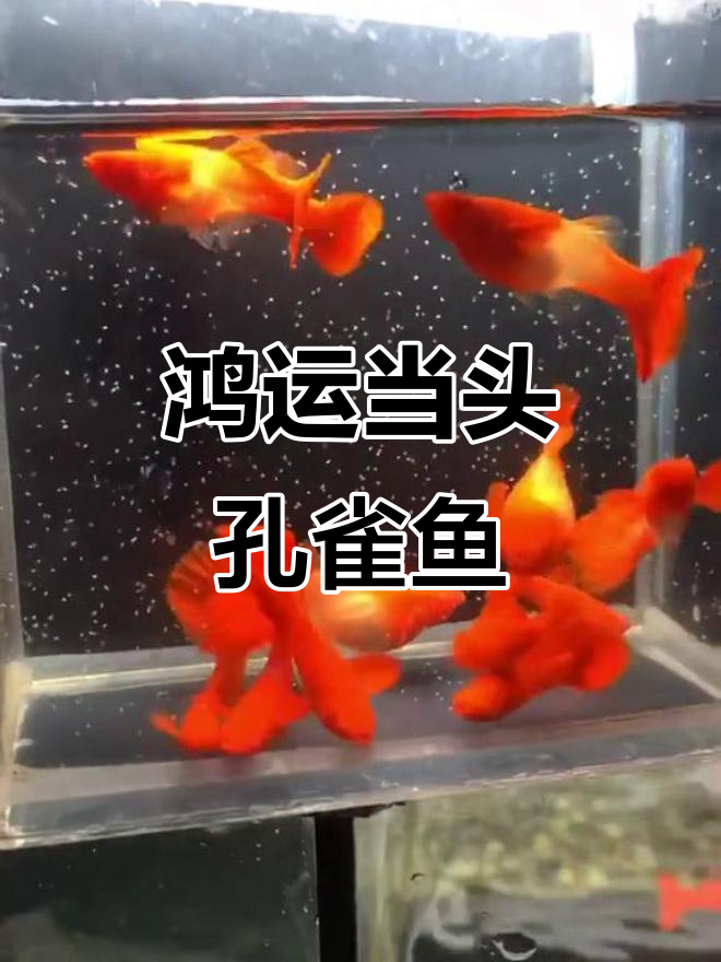 鸿运当头孔雀鱼，三个月到四个月的成长变化