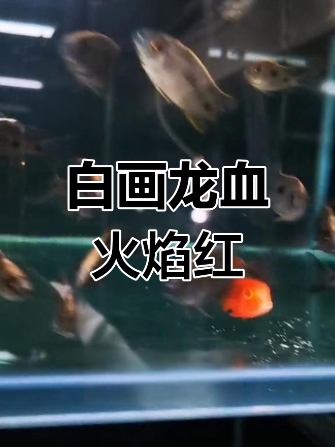 龙血火焰红三湖慈鲷,独特红色眼睛