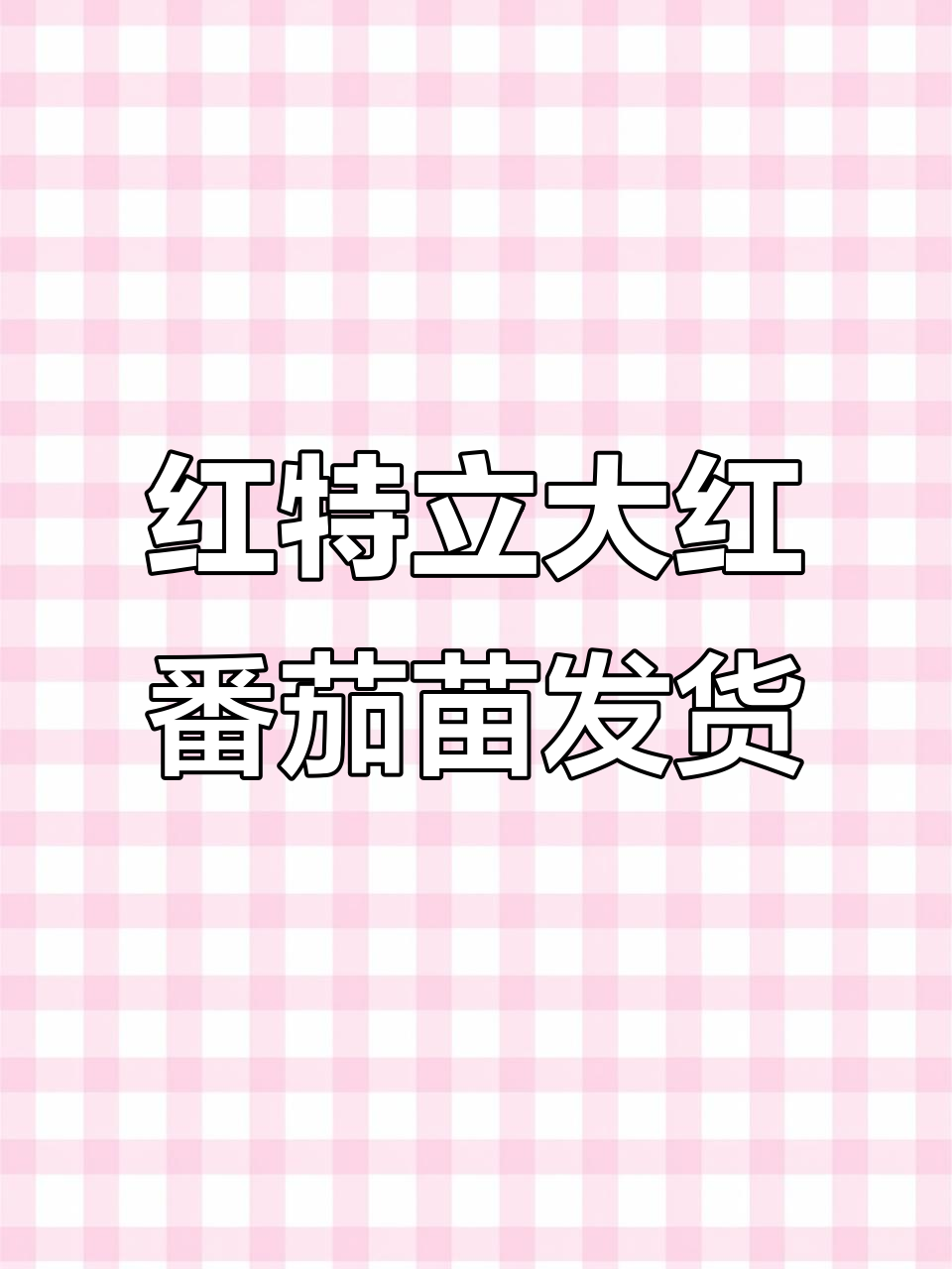 山东寿光蔬菜育苗基地,红特立番茄苗发往四川西昌