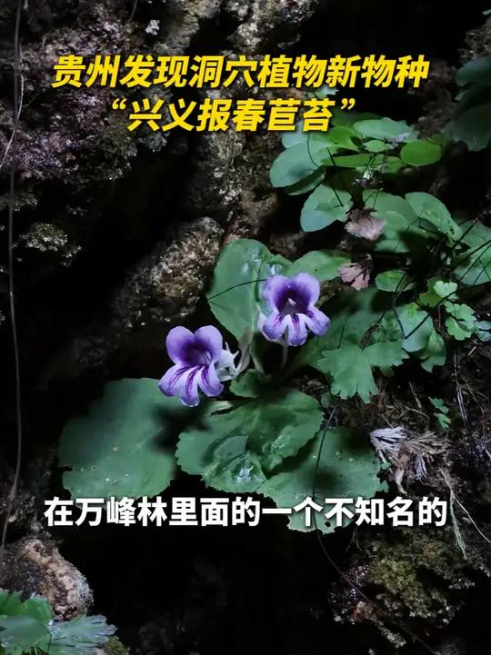 不知名溶洞有个不知名的物种被发现?兴义报春苣苔,植物界的神秘新面孔!(记者:杨文斌、李黔渝