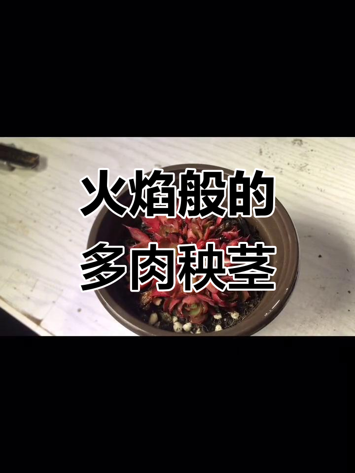 秧茎:景天科火焰般的美丽多肉,养护技巧全揭秘