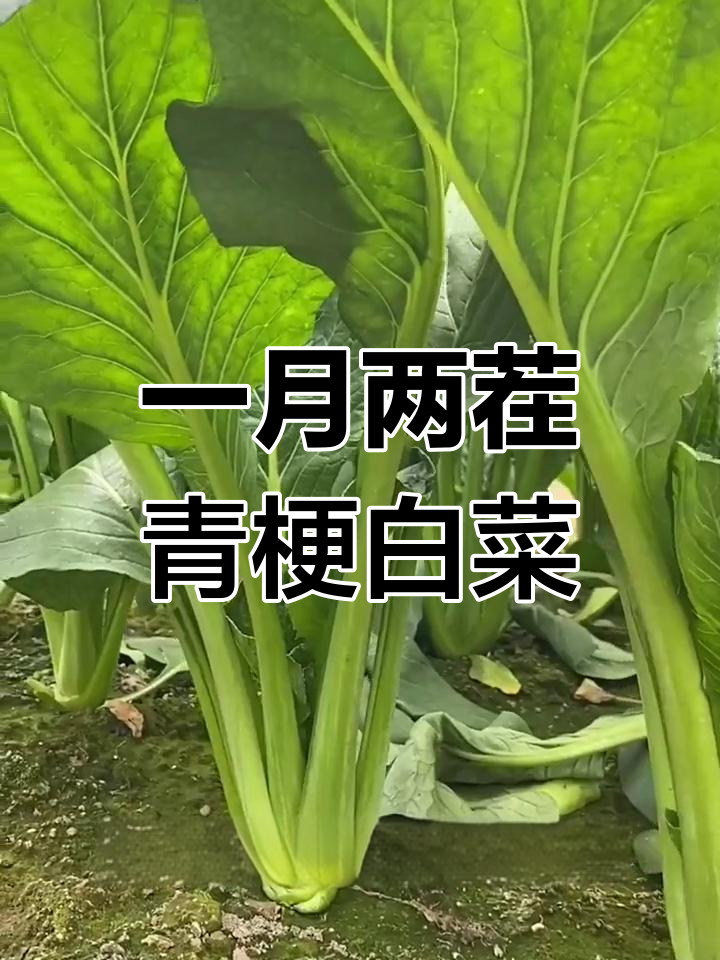 快速种植青梗小白菜,轻松收获新鲜蔬菜