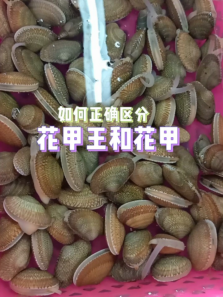 花甲王和花甲