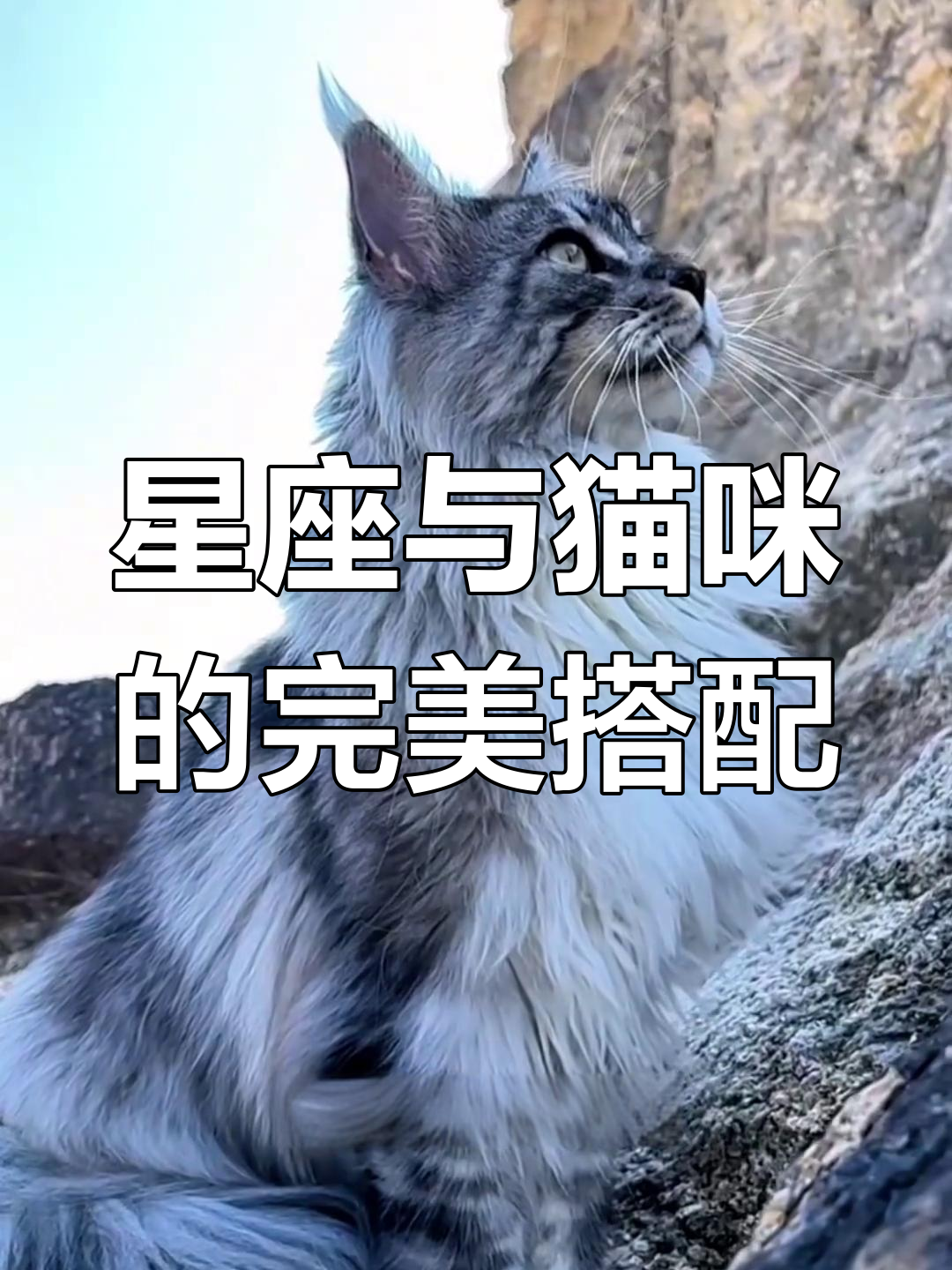12星座最适合养的猫咪品种,看看你的性格适合哪种猫