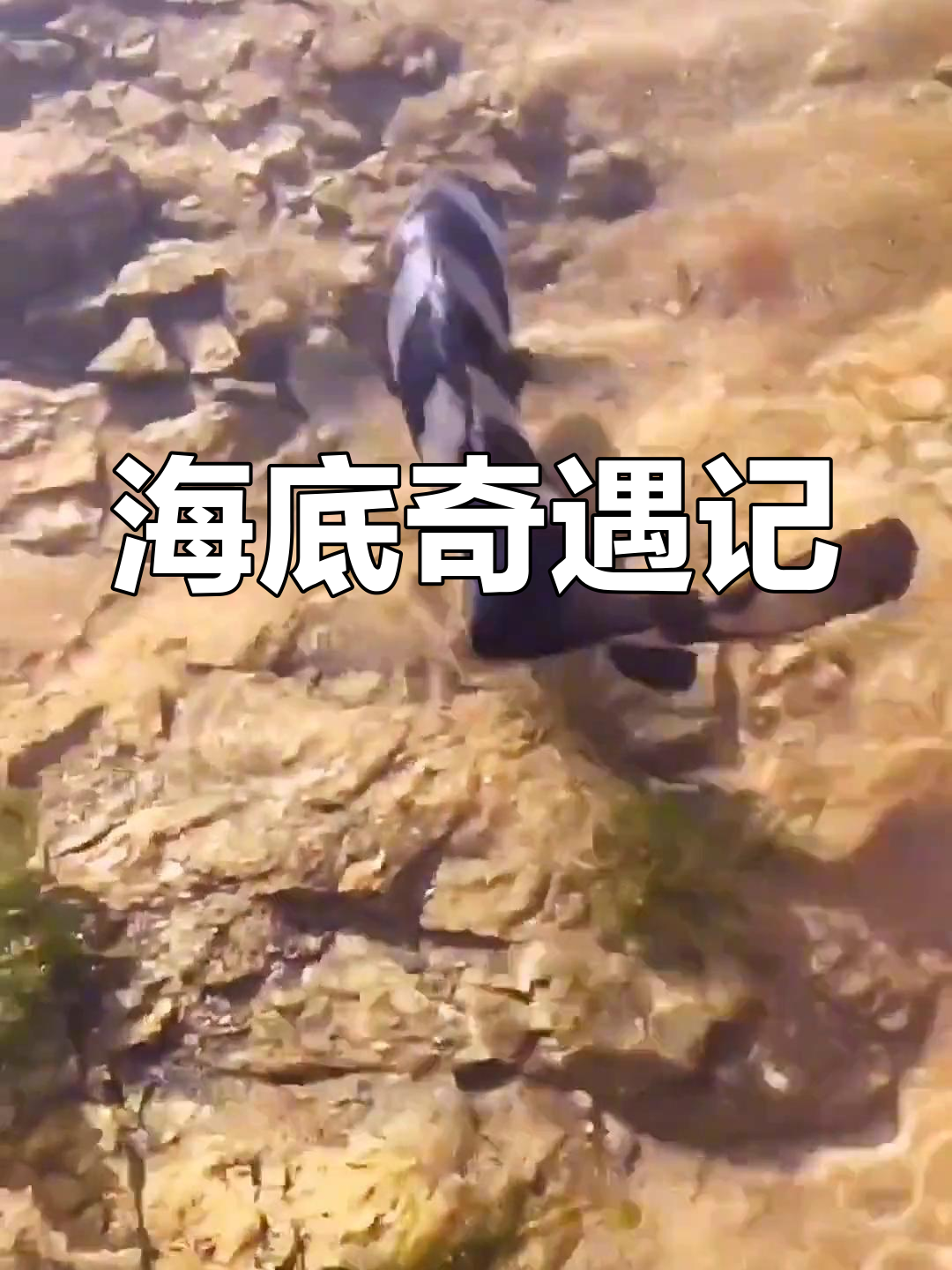 海洋生物大集合:斑马鱼、海胆与扇贝