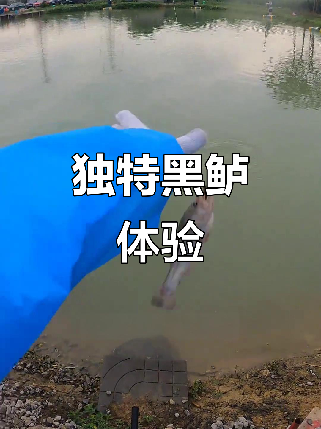 黑鲈手感独特，嘴大肤黑，钓场体验超棒！