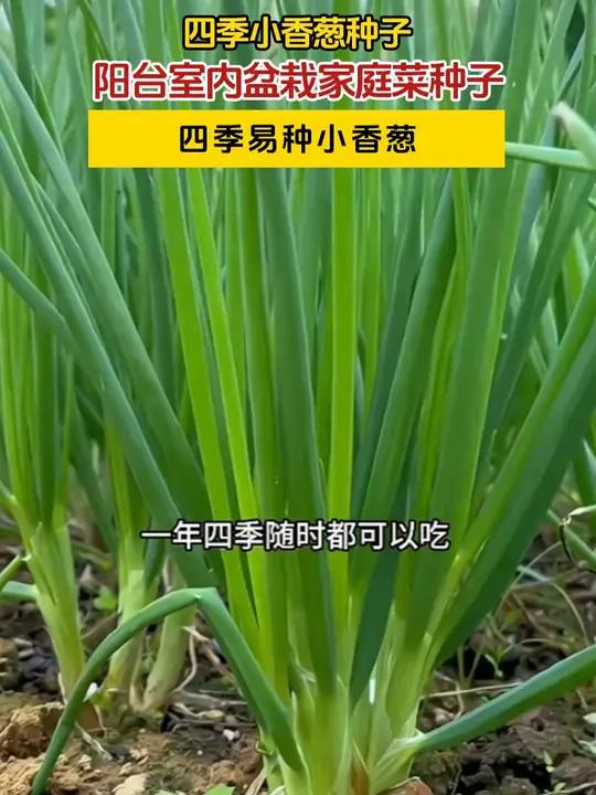 一年四季都可以种的 四季小香葱阳台花盆小院都可种植,易种易活,耐寒耐热,推荐你也种点吧 香