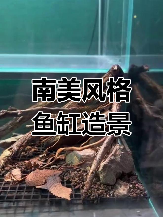 适合雷龙鱼的30*30*30方缸造景设计