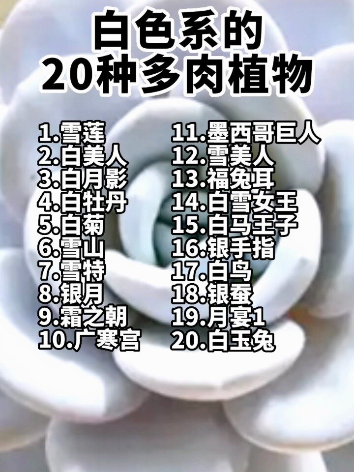 白色系的20种多肉植物