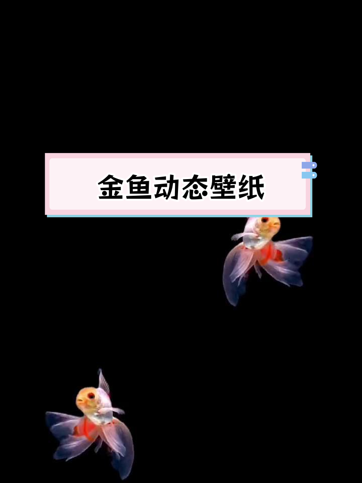 精美金鱼动态壁纸,带来好运