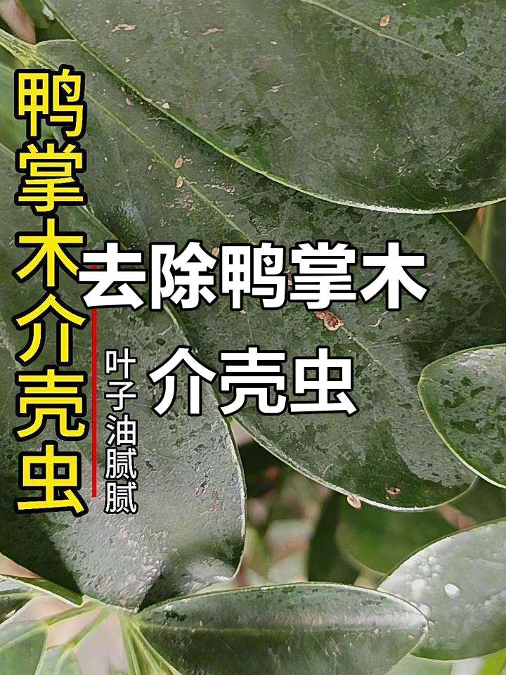 鸭掌木叶子油腻?教你轻松去除介壳虫