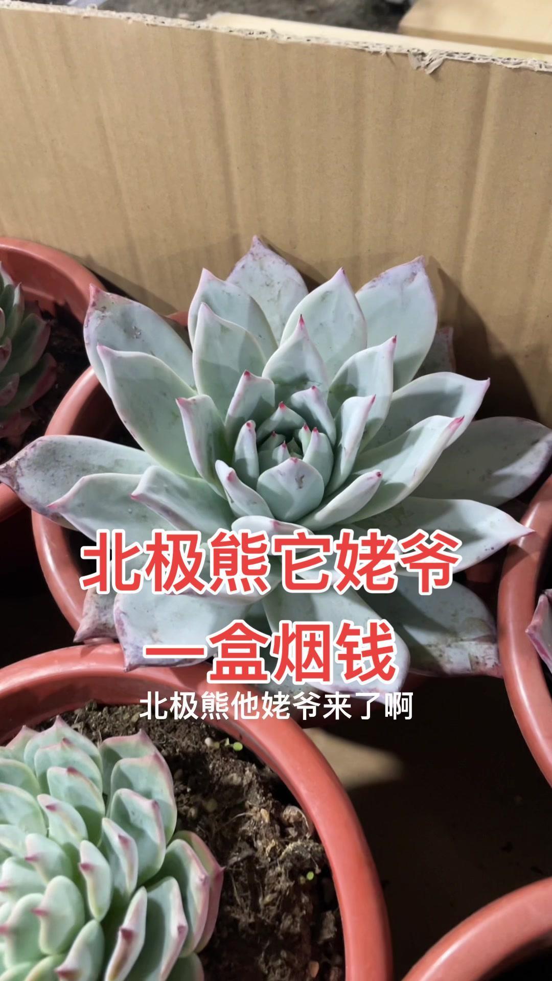 巨型北极熊,巨型吉娃娃……来吧伙计们,今晚开炸 多肉植物 多肉直播 肉肉的世界 花卉绿植
