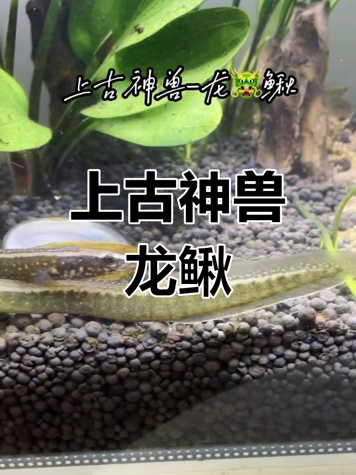 龙鳅传说:食之增寿五百年
