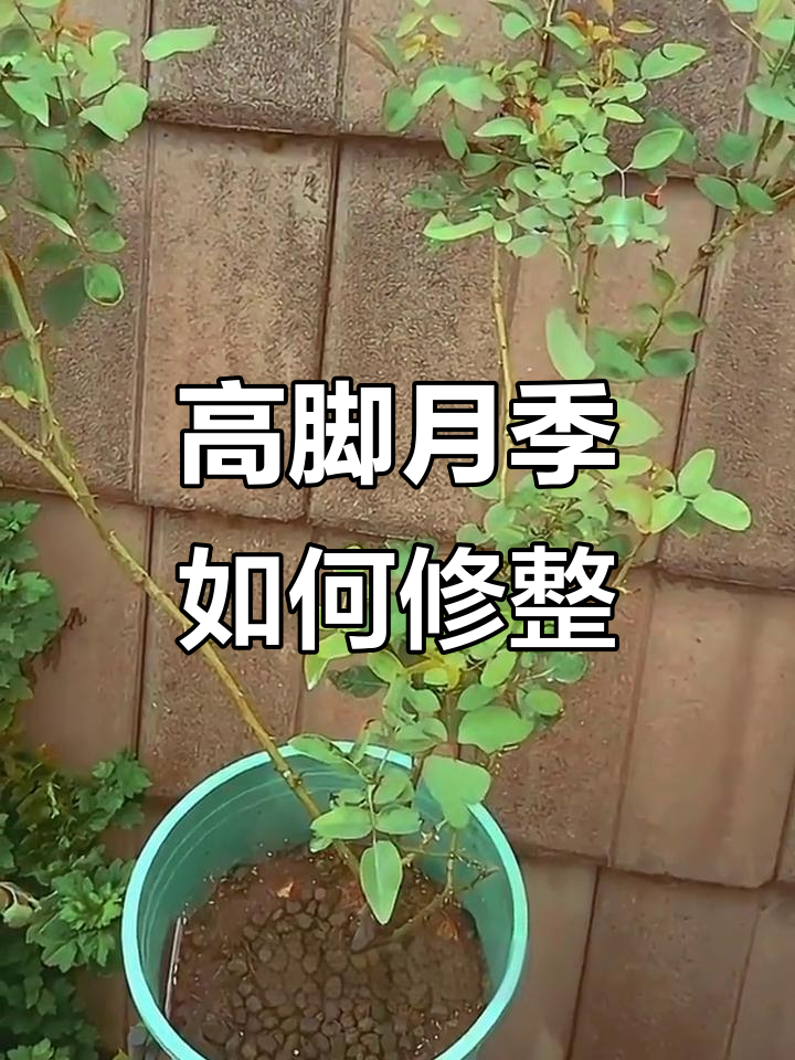 月季高脚基修剪技巧，轻松塑形不伤根