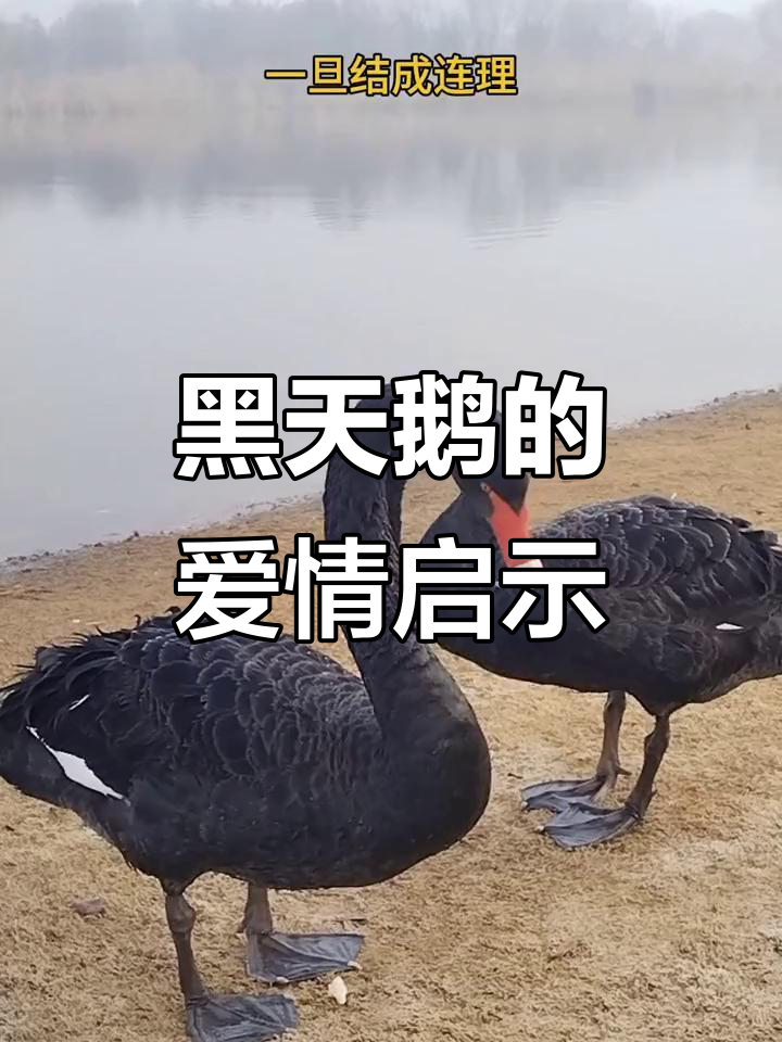 黑天鹅的忠贞爱情:人类能做到吗?
