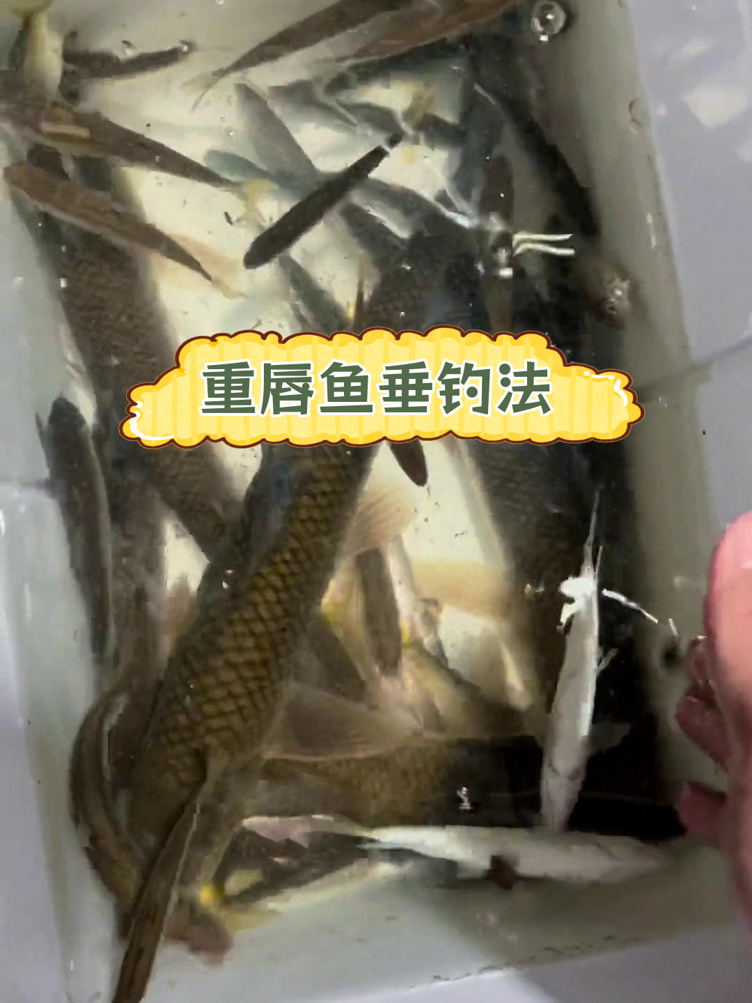 钓重唇鱼新技巧,拖底饵料引诱