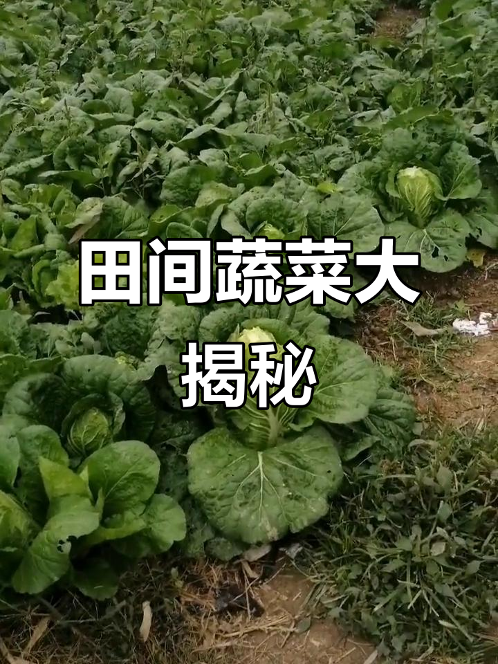 田间地头看娃娃菜与大白菜,黄心白芯一应俱全