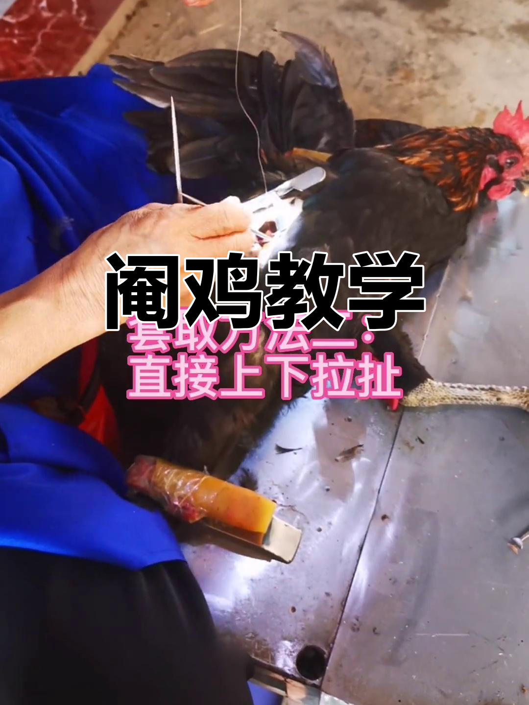 专业阉鸡技巧,如何操作?