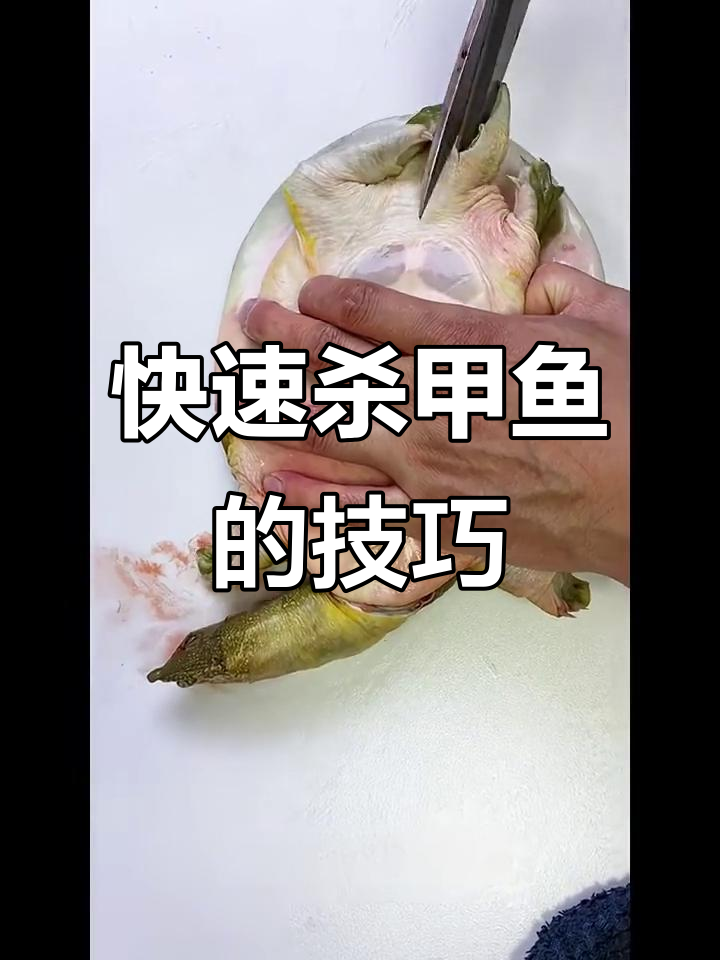 轻松杀甲鱼,步骤全解析