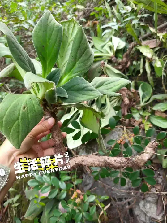 岩白菜的功效与作用究竟有哪些?