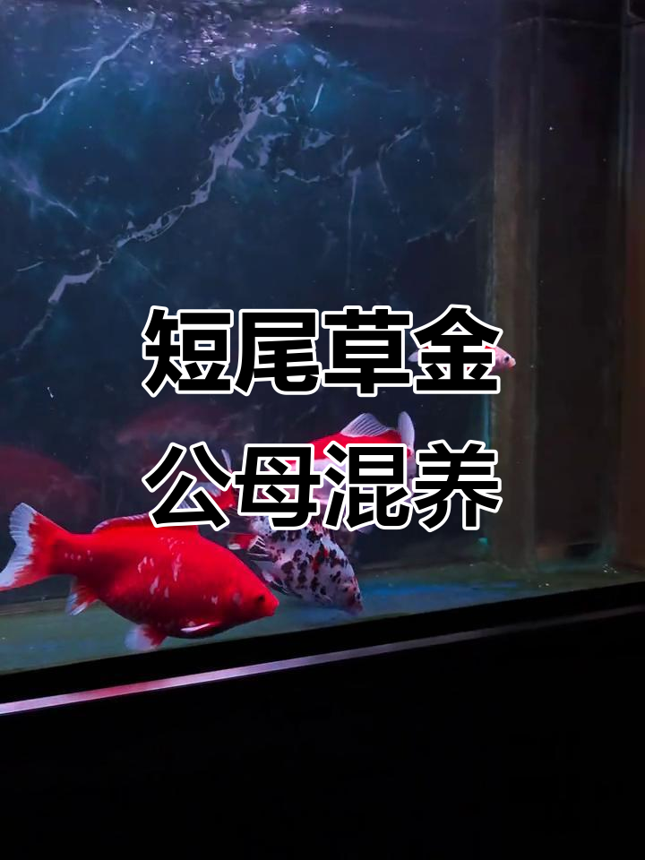 公母草金混养，短尾草金鱼的故事