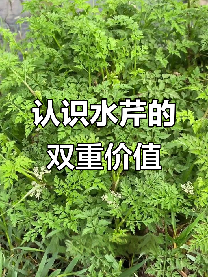 水芹:古代蔬菜与中草药的完美结合,你了解吗?