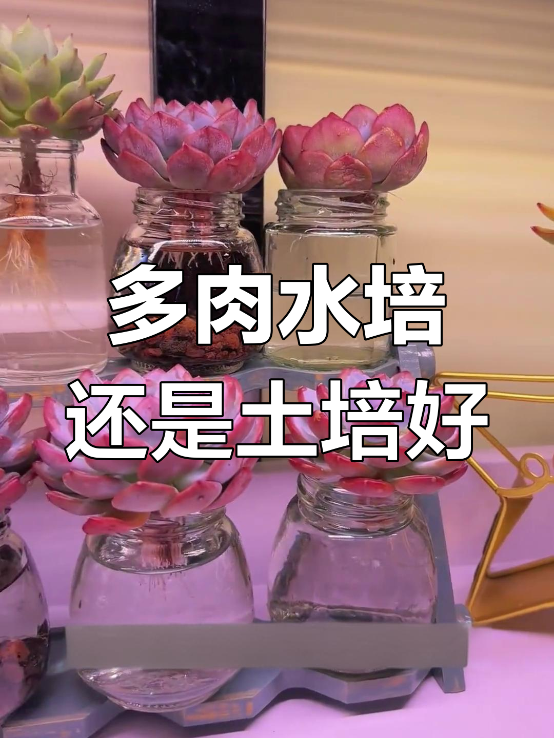 水培多肉与土培的差别,哪种更适合你?