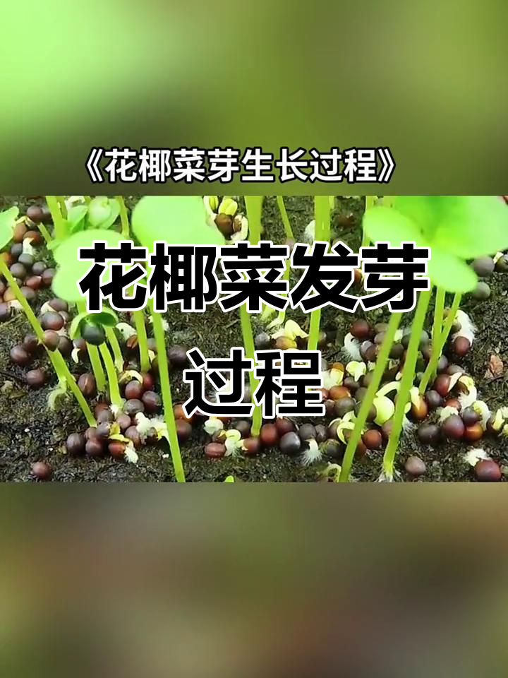花椰菜芽生长全过程,延时拍摄见证奇迹