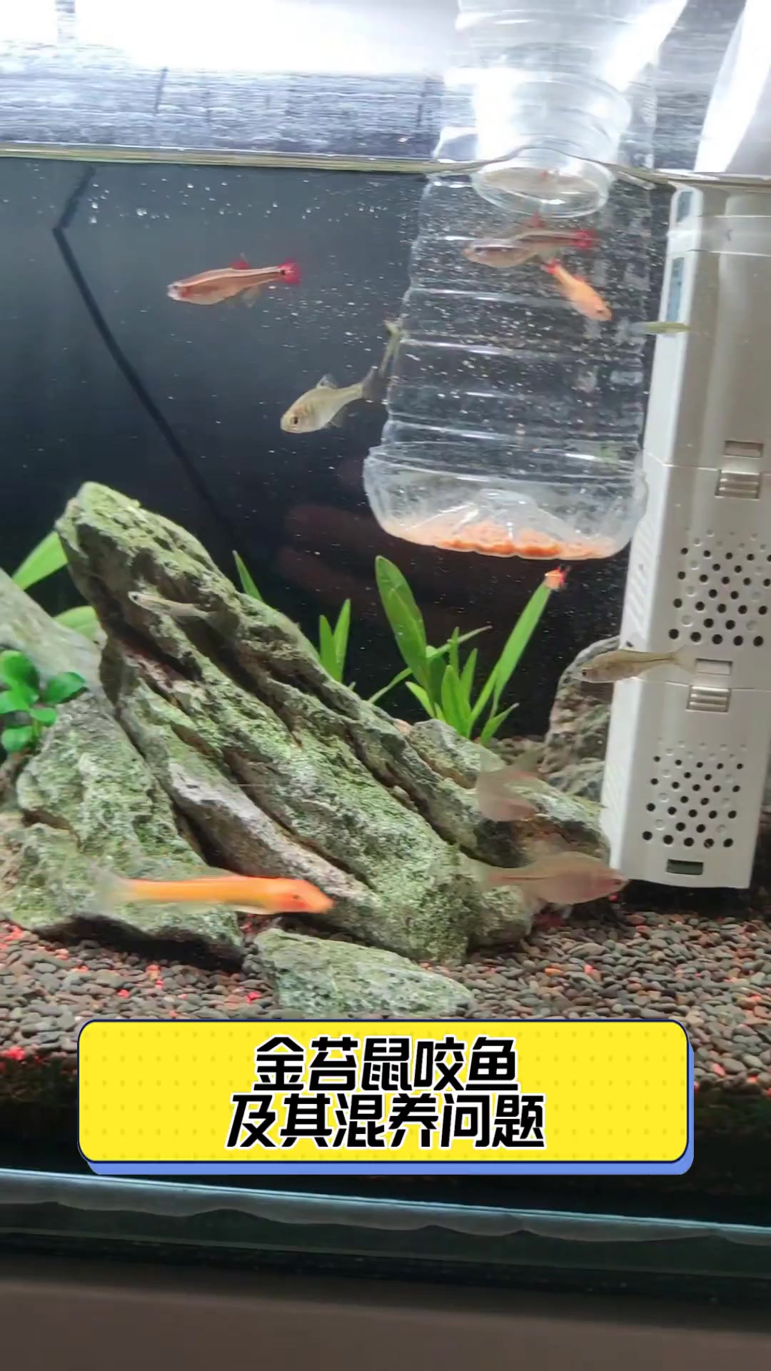 金苔鼠咬鱼及其混养问题