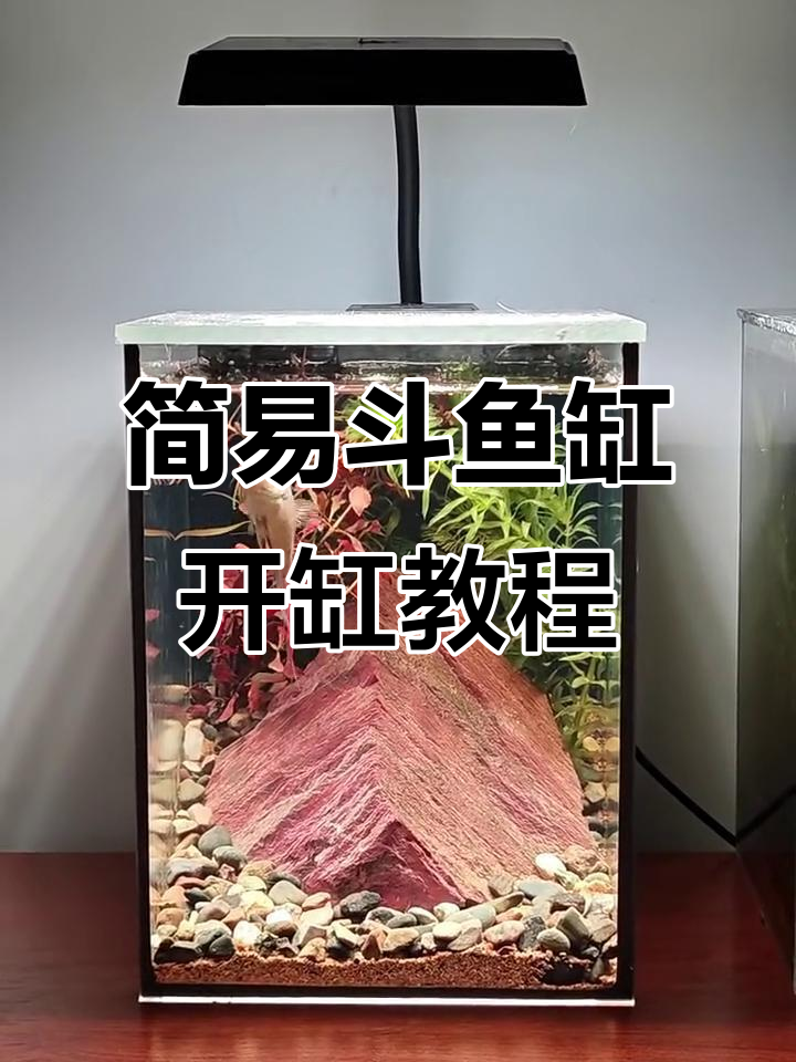 超简单桌面斗鱼缸开缸步骤,轻松打造迷你水草景观