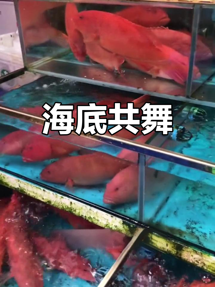 深海鳐鱼与红海鱼的奇妙共生,色彩斑斓的海洋奇观