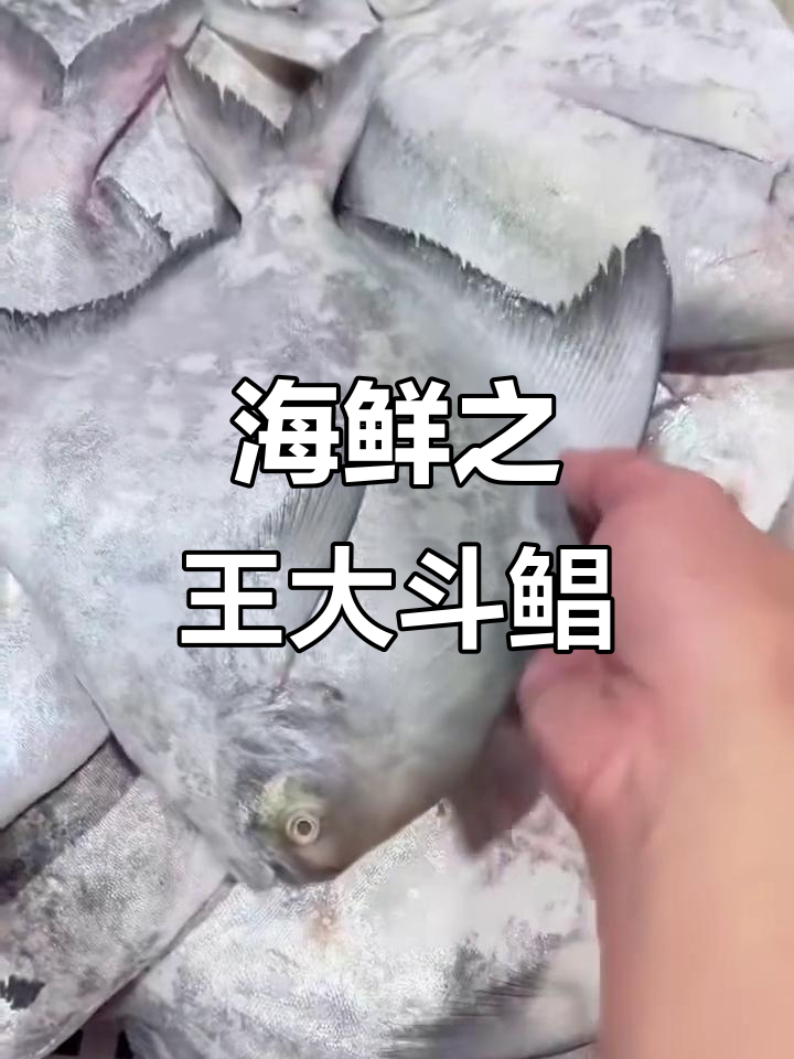 大斗鲳鱼,肉质鲜美紧实,做法多样,堪称海鲜之王
