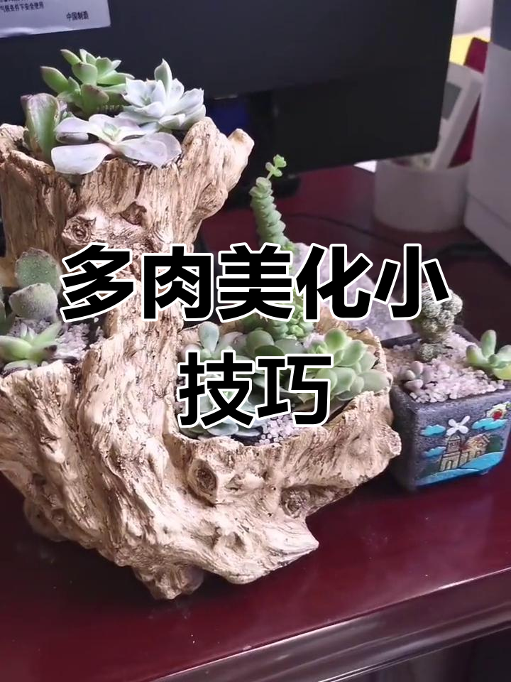闲暇时光,用石英砂装饰多肉,瞬间变得精致又可爱!